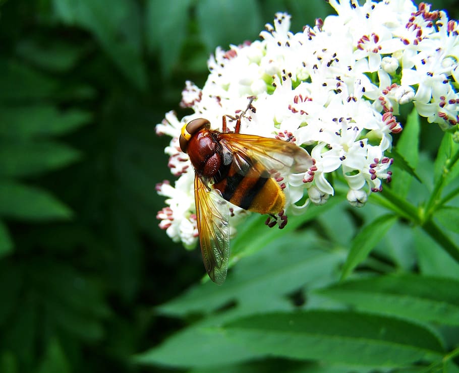 gadfly, insect, nature, flower, invertebrate, flowering plant HD wallpaper