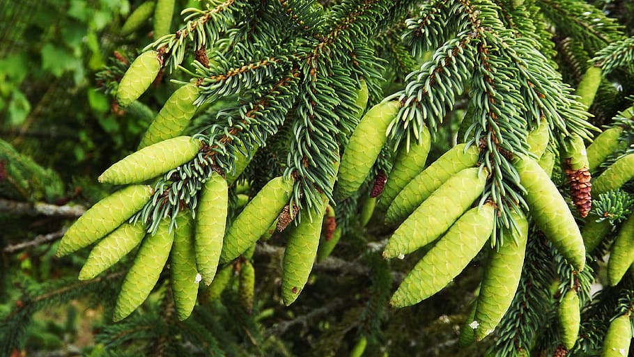 flora, needle, larch needles, green, larch cones, summer, nature HD wallpaper