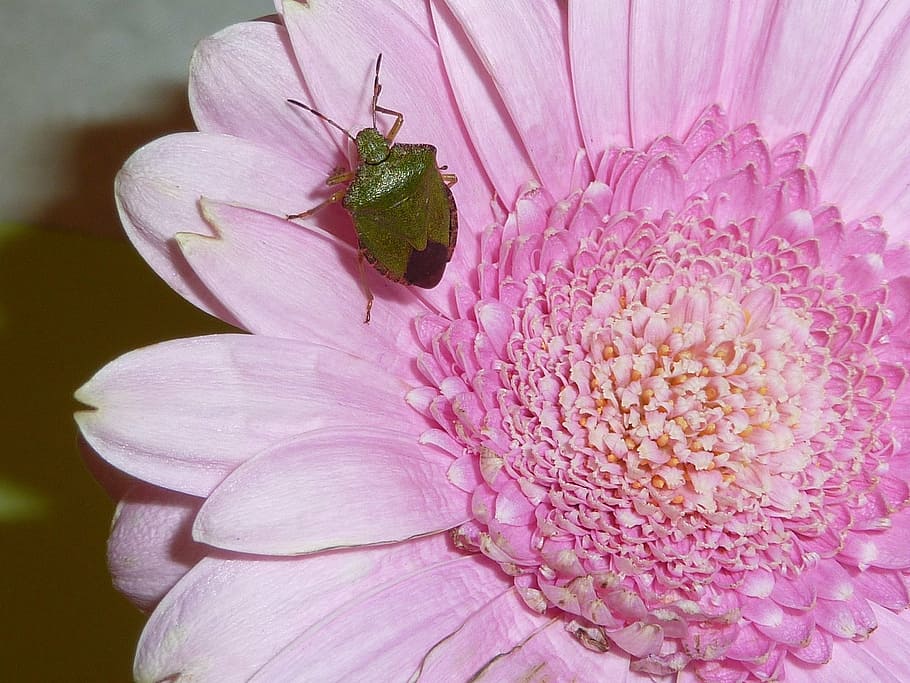 sheildbug, insect, nature, wildlife, flower, flowering plant HD wallpaper