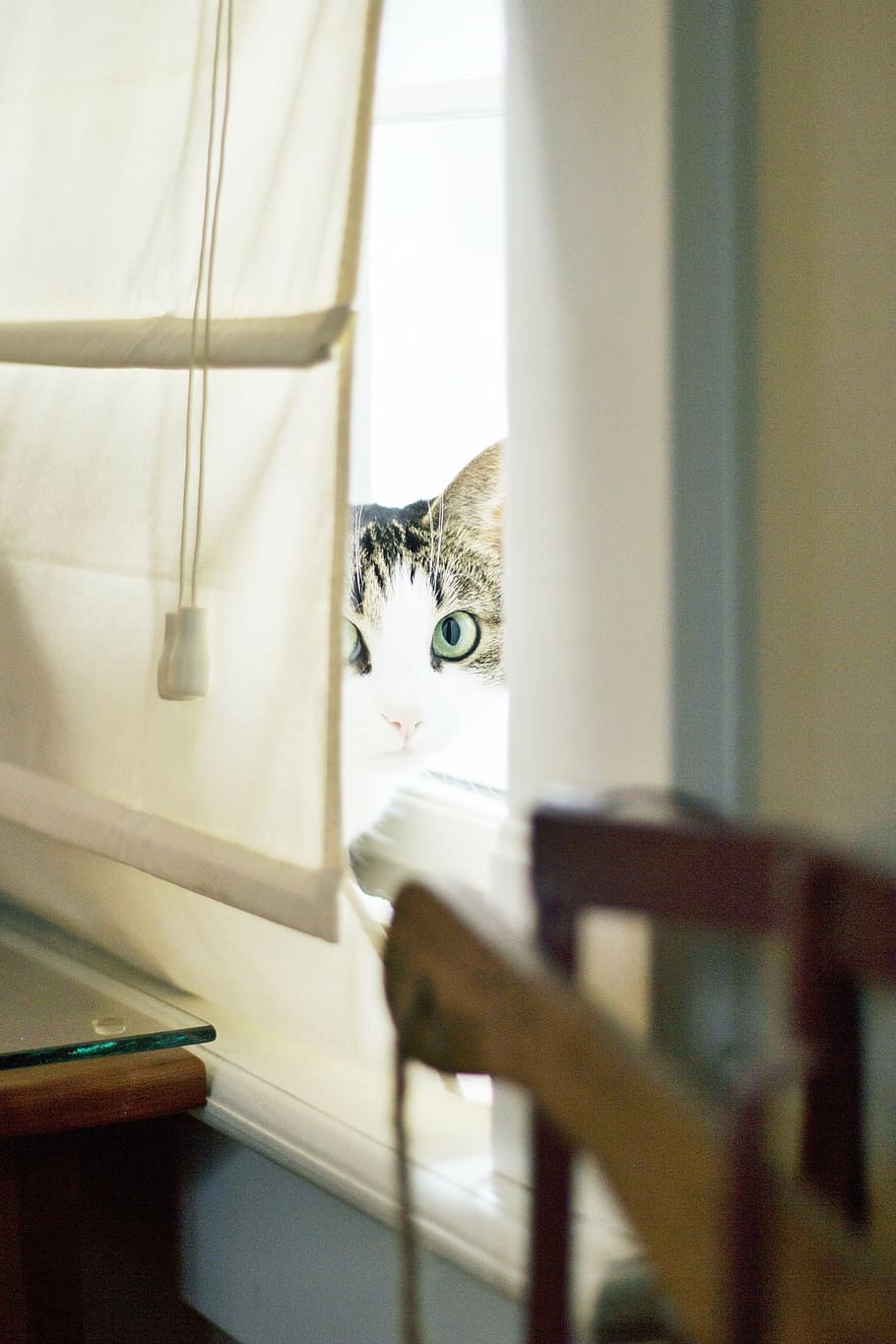 cat, pet, animal, window, curtain, indoors, home Interior, luxury HD wallpaper