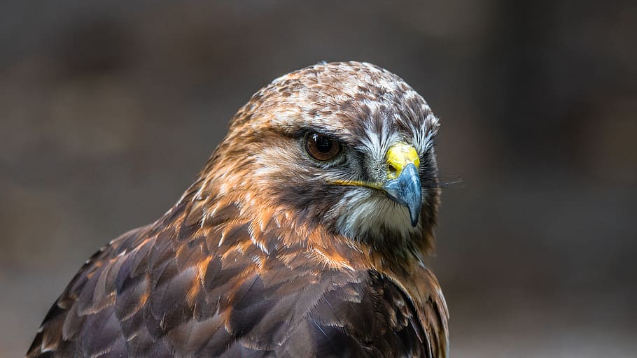 buzzard, predator, bird, wild, sitting, beak, buteo buteo, nature HD wallpaper