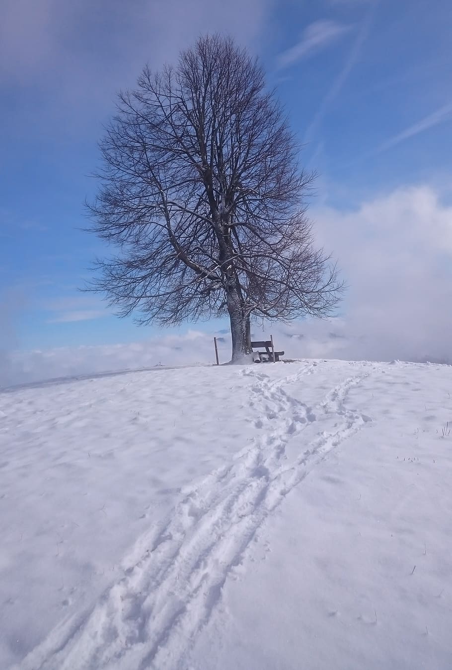 tree, snow, winter, wintry, cold, frozen, bare tree, cold temperature HD wallpaper