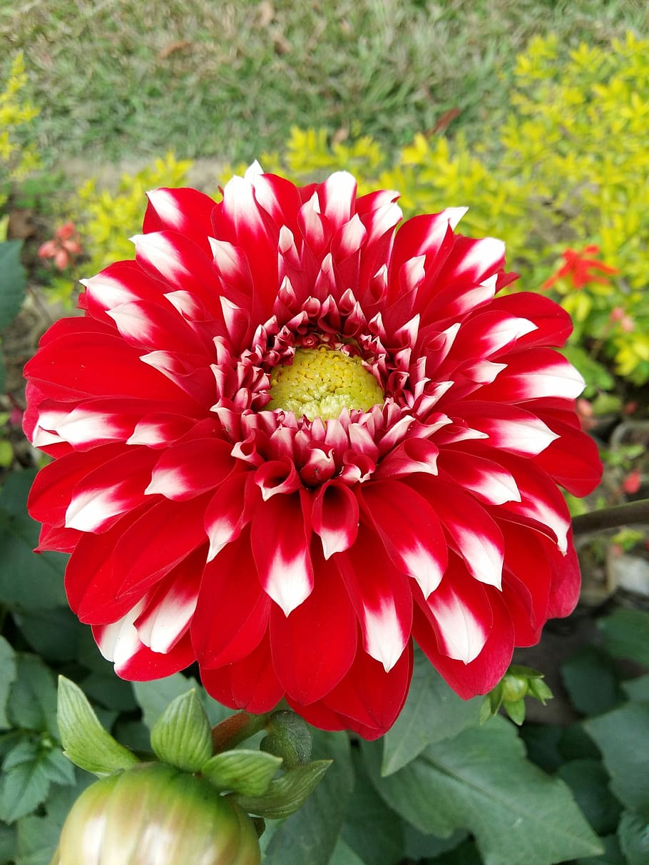 flower, steady, nature, flowering plant, fragility, vulnerability HD wallpaper