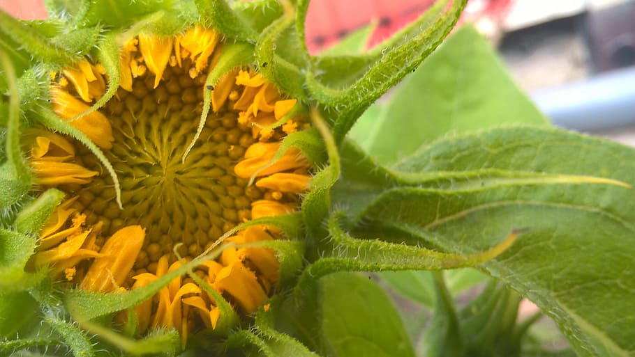 sunflower, button, summer, bloom, nature, flowers, plants, flowering plant HD wallpaper