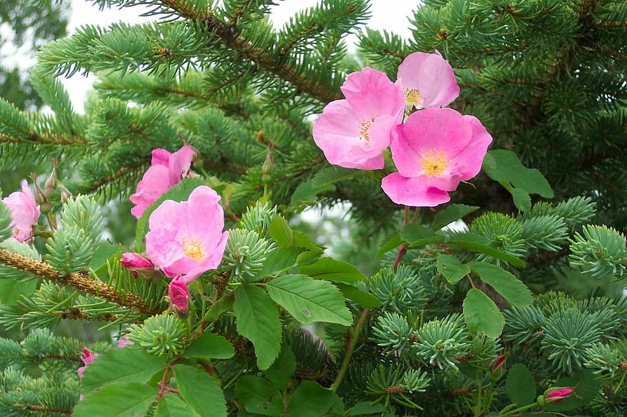 Roses, Pink, Wild, Pine, Tree, background, flowers, pink color HD wallpaper