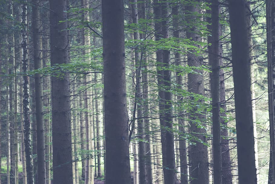 Forest during Daytime, nature, trees, woods, land, plant, woodland HD wallpaper