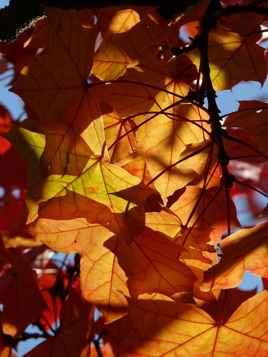 Shadow Play, Light, shine through, colorful, fall foliage, autumn HD wallpaper