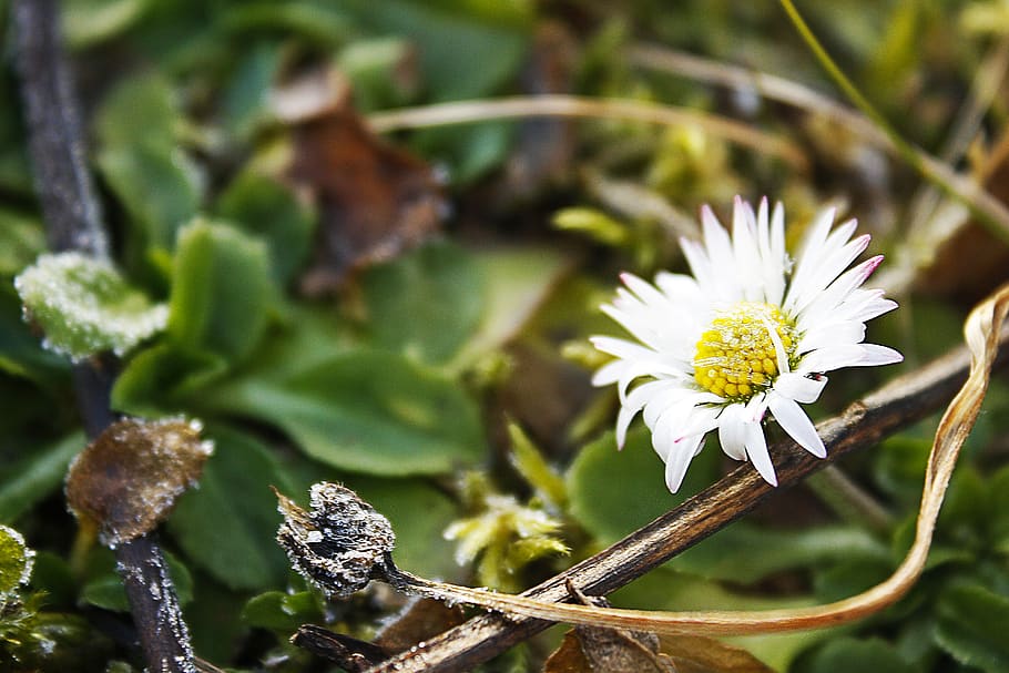 daisy, icing, frozen, plant, flower, flowering plant, growth HD wallpaper