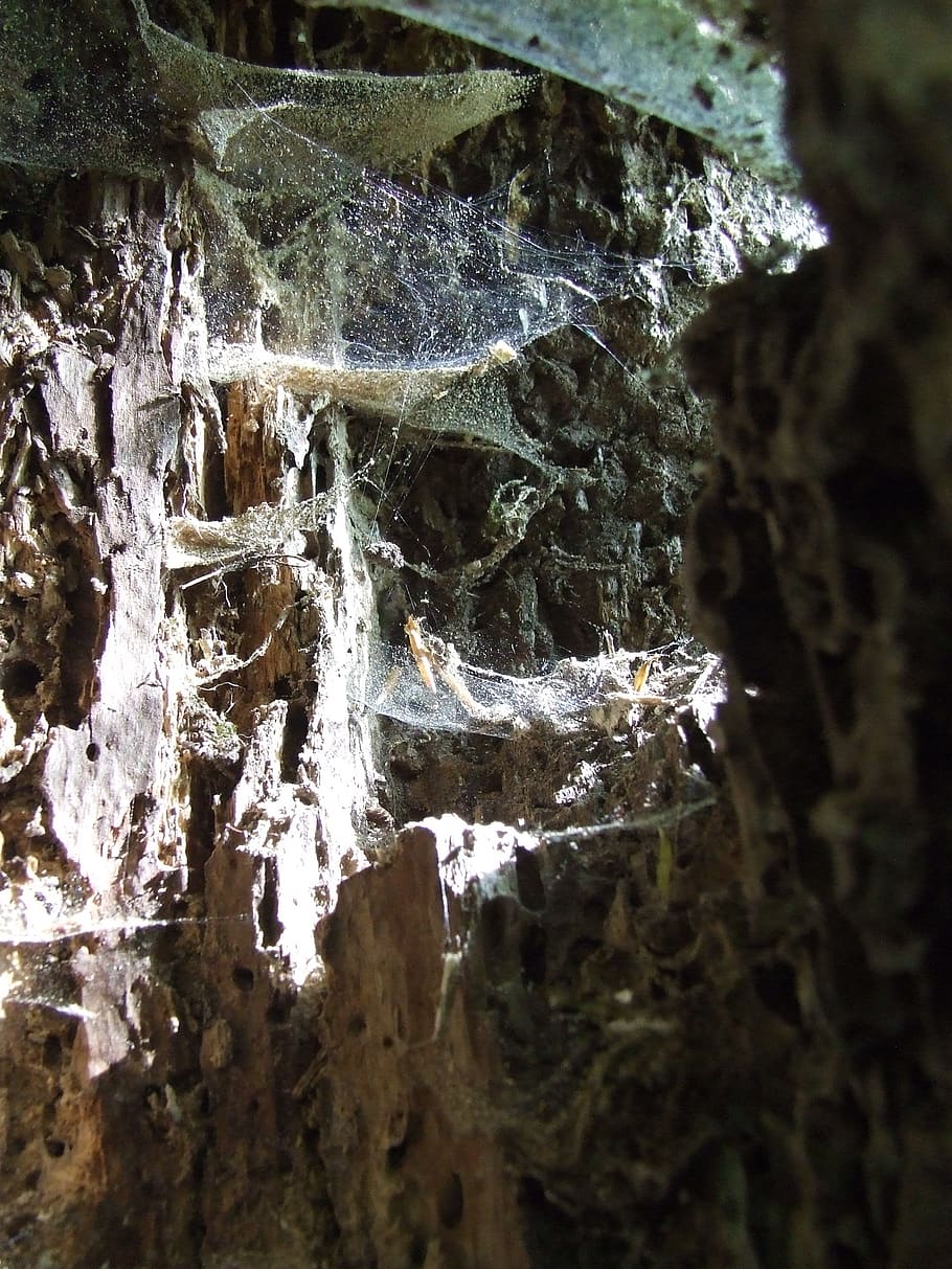 web, rotten, block, light, nature, close-up, cold temperature HD wallpaper