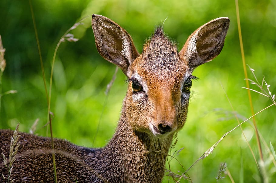 selective focus photography deer, dik dik, antelope, zoo, animal, HD wallpaper