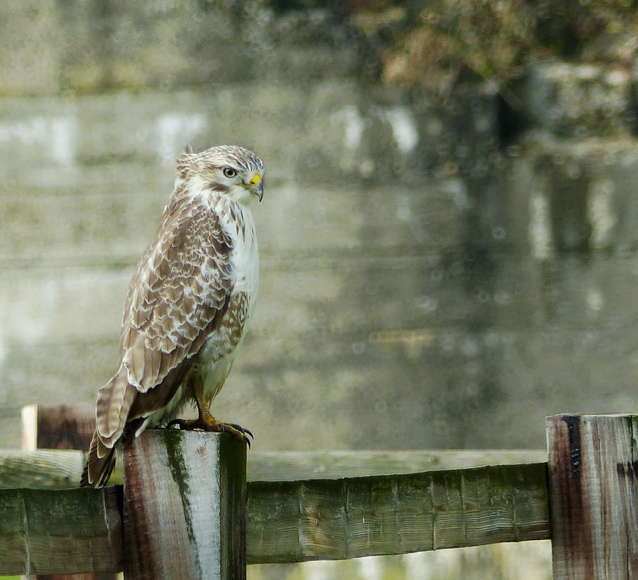 buzzard, brighter buzzard, common buzzard, one animal, bird HD wallpaper