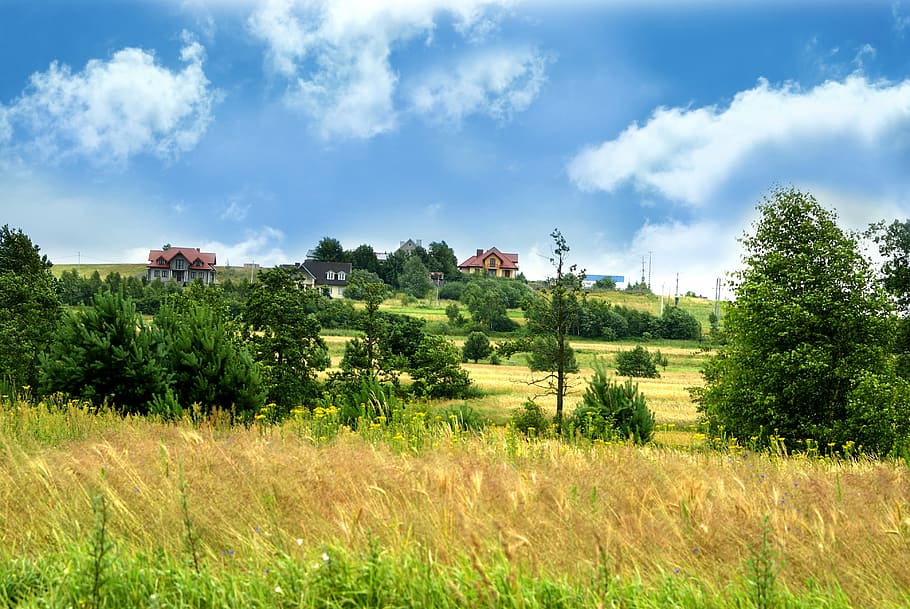 scenery, kielce, sky, tree, green, poland, grass, beauty, nature HD wallpaper
