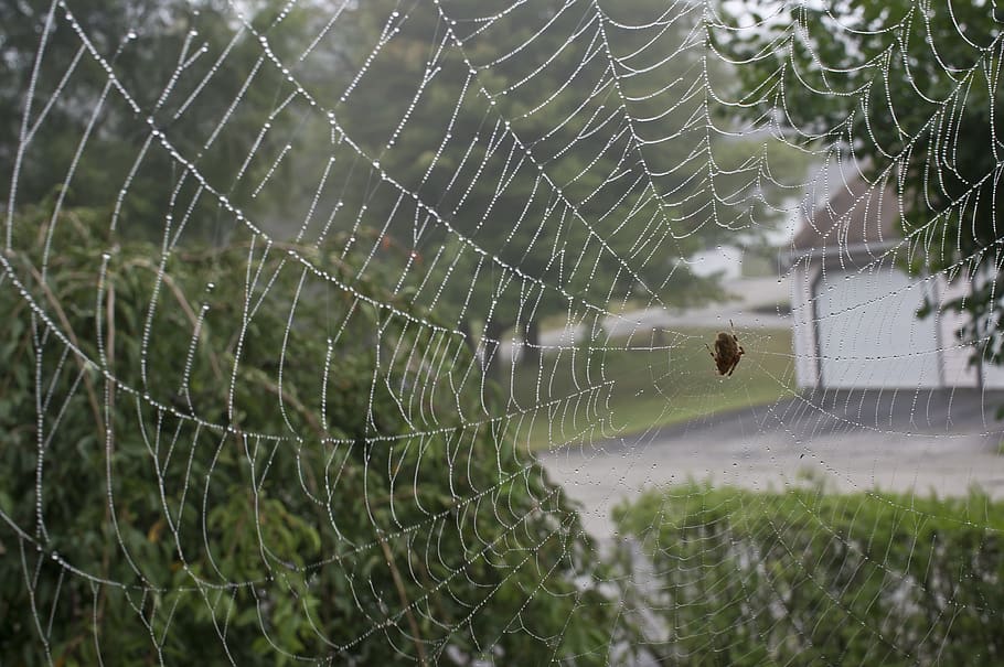 spider web, dew, morning dew, fragility, close-up, focus on foreground HD wallpaper