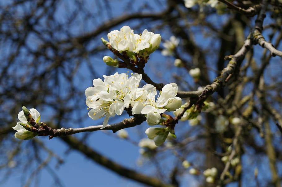 garden, nature, tree, beautiful, plant, close, spring, blossom HD wallpaper