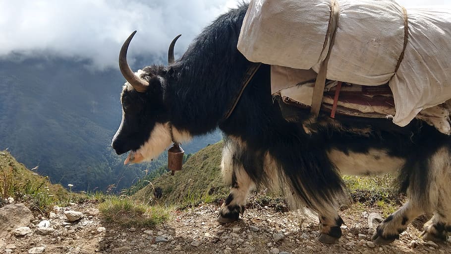 yak, nepal, alpine, animal themes, mammal, one animal, domestic animals HD wallpaper