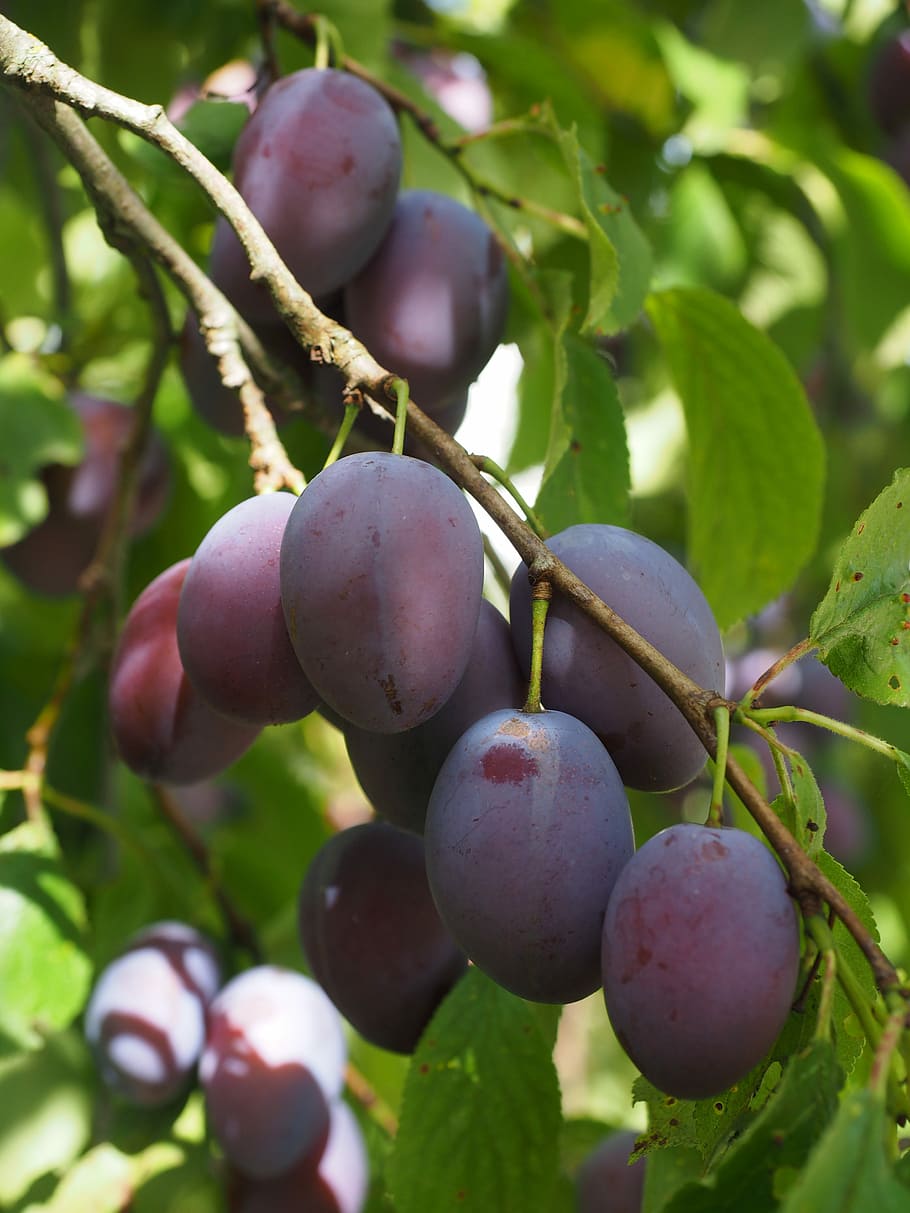 Plums, Plum Tree, Fruit, Food, blue, healthy, violet, purple, HD wallpaper