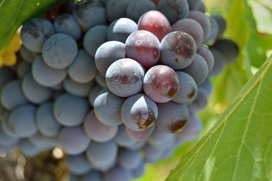 grapes, screw, bunch, red, vineyard, wine, tuscany, vintage HD wallpaper
