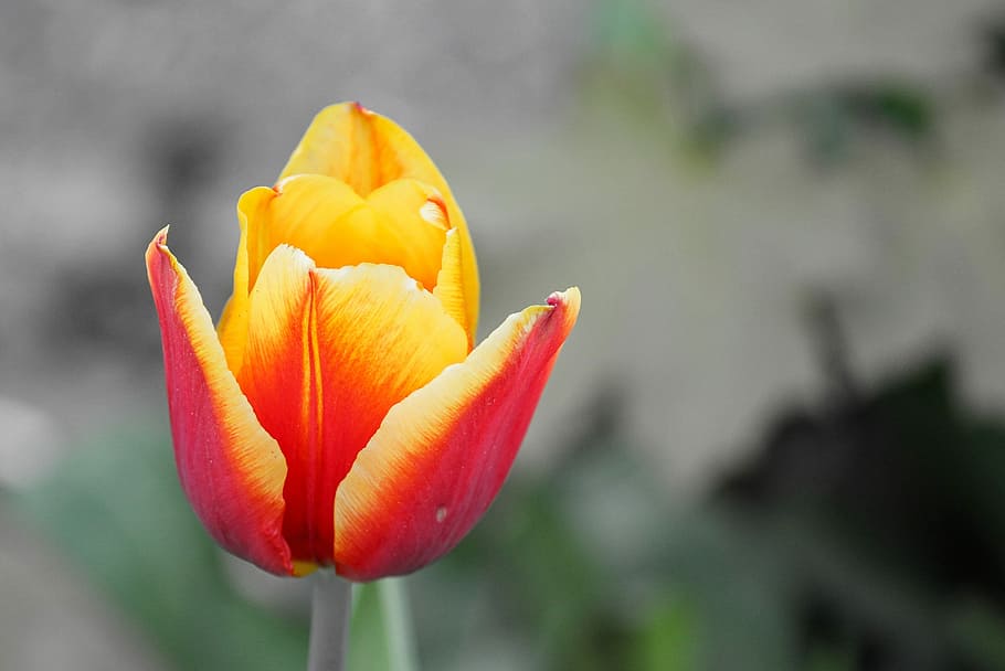 tulip, half closed, blossom, bloom, orange, yellow, tulpenbluete HD wallpaper