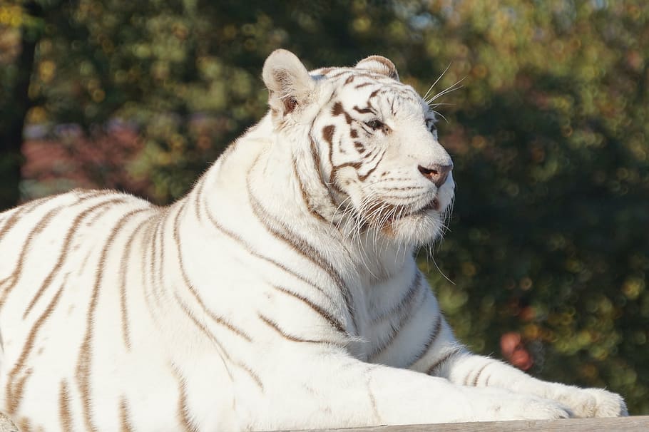 white tiger, cat, safari, animal themes, animal wildlife, feline HD wallpaper