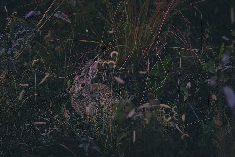 Flora, photo of grey rabbit surrounded grass, bush, grasses, dark, HD wallpaper