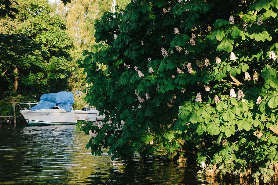 Boat and chestnut, nature, nautical Vessel, water, outdoors, lake HD wallpaper