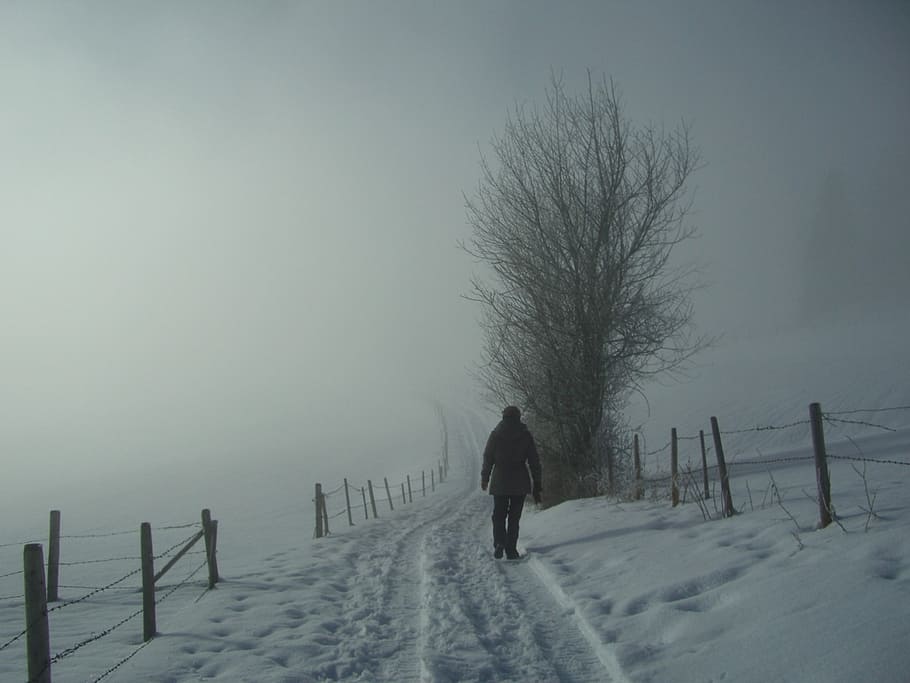 fog, wanderer, winter, snow, white, grey, snow lane, fence HD wallpaper