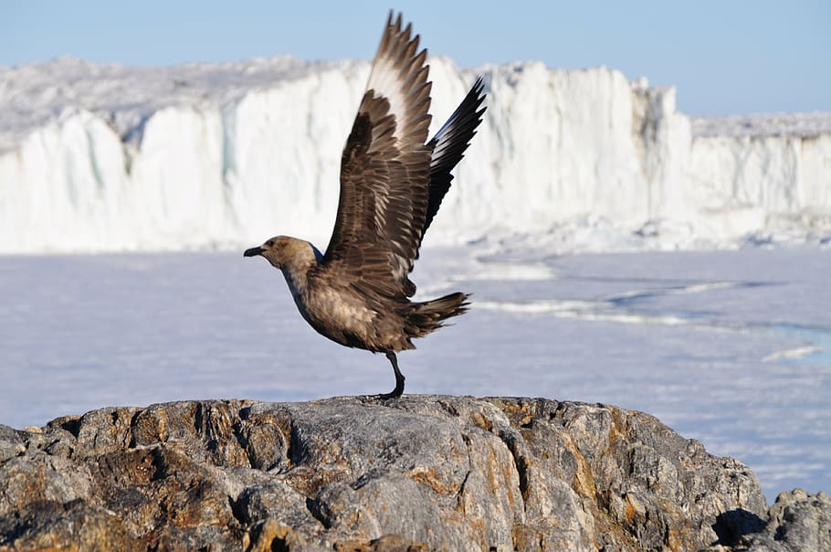 brown bird on sea stack, flight, animal, fly, animal wildlife HD wallpaper