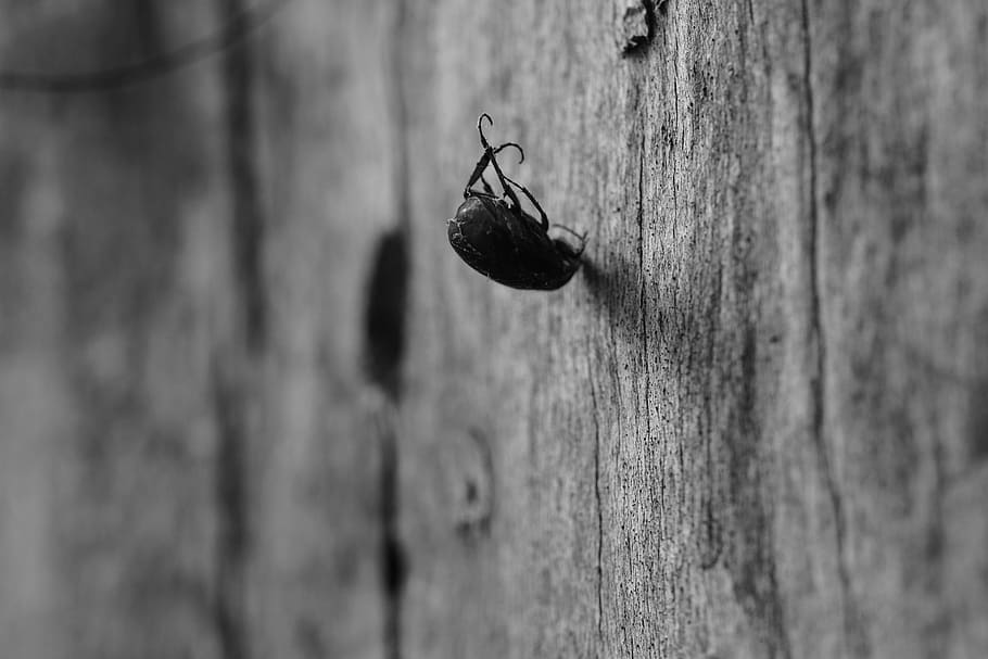 spider, insect, macro, nature, invertebrate, wood - material HD wallpaper