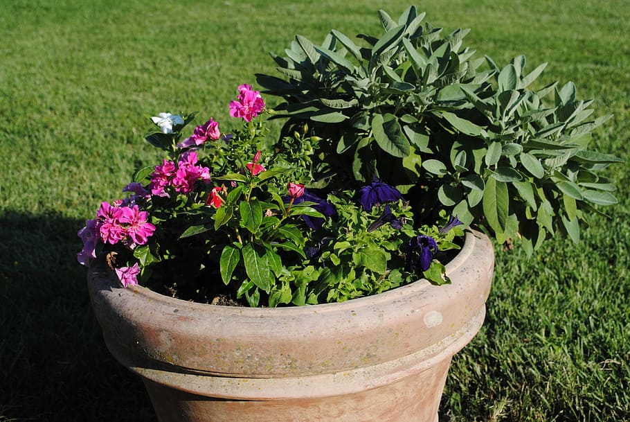 flowers, potty, grass, plant, growth, flowering plant, beauty in nature HD wallpaper