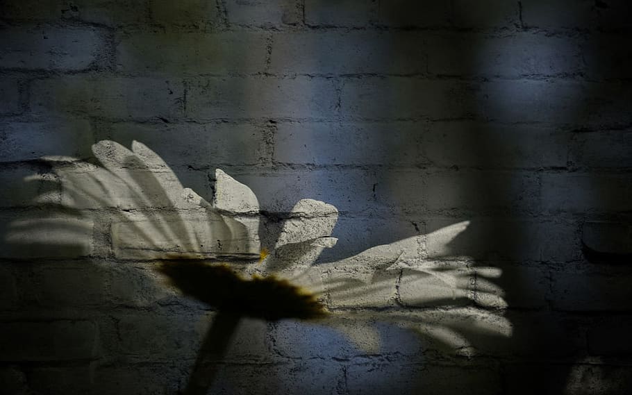 white petaled flower close up photo, Daisy, Texture, White, Wall HD wallpaper