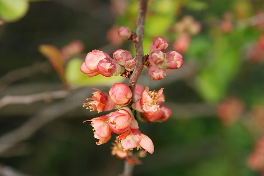 nature, branch, spring, blossom, red, pink, flower, button HD wallpaper