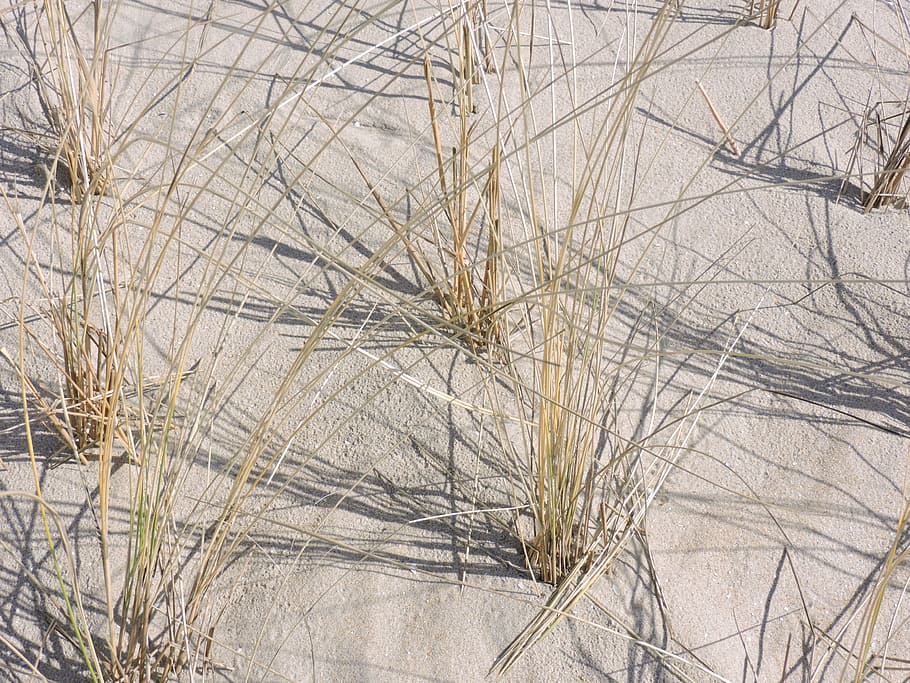 marram grass, sand, beach, bare tree, no people, nature, winter HD wallpaper
