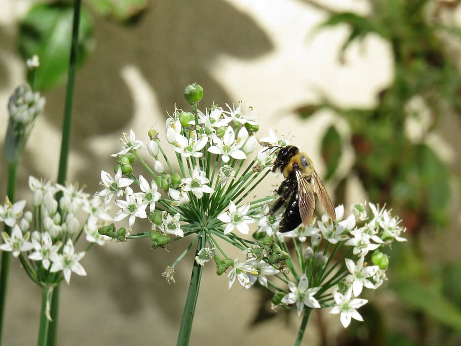 white flowers, bee, outside, insect, natural, plant, garden HD wallpaper