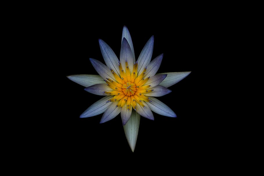blue and yellow waterlily flower, bloom, blossom, flora, hd wallpaper HD wallpaper