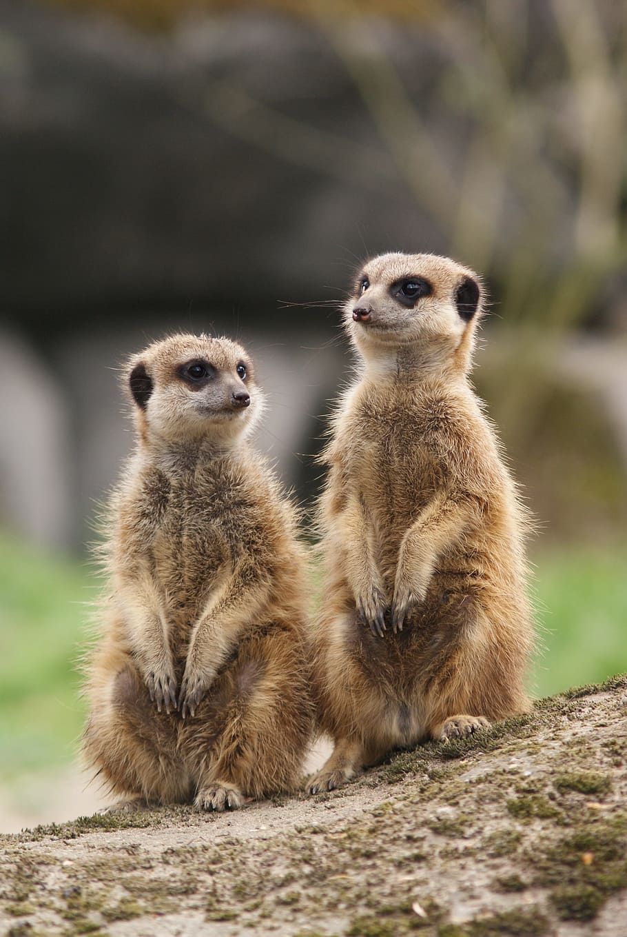HD wallpaper: two brown animals on grass, meerkat, together, meeting, alert  | Wallpaper Flare