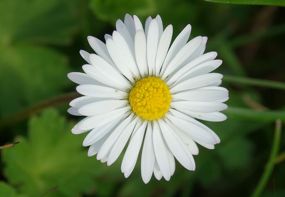nature, plant, flower, spring, daisy, flowering plant, petal HD wallpaper