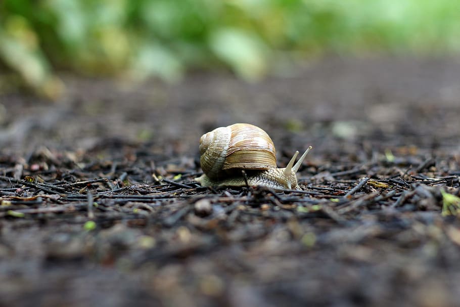 selective focus photography of snail, forest, ground, shell HD wallpaper