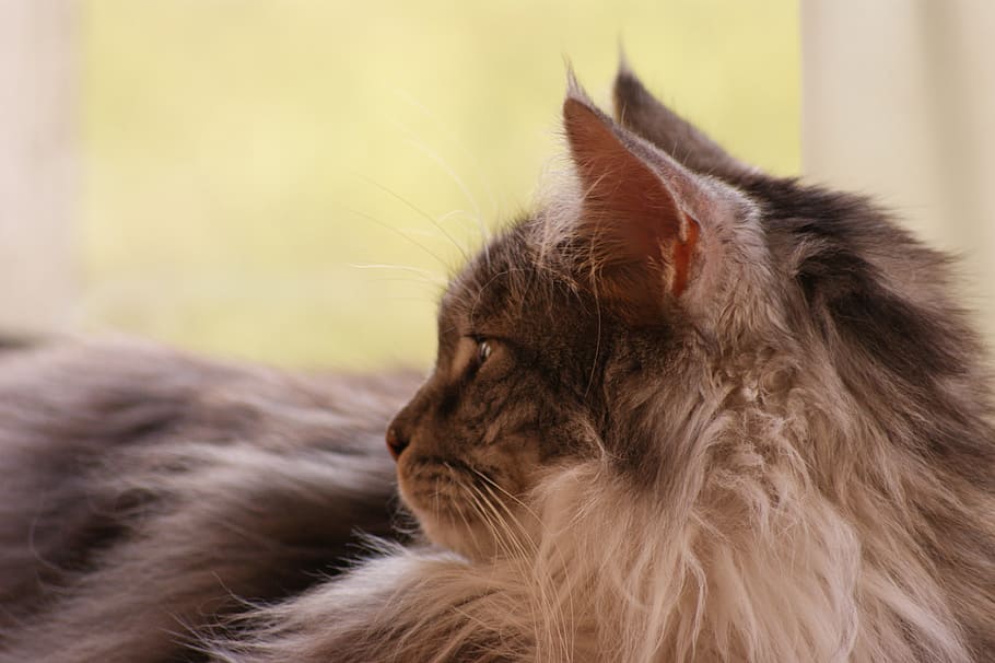 cat, head, profile, charming, animals, furry, domestic cat HD wallpaper