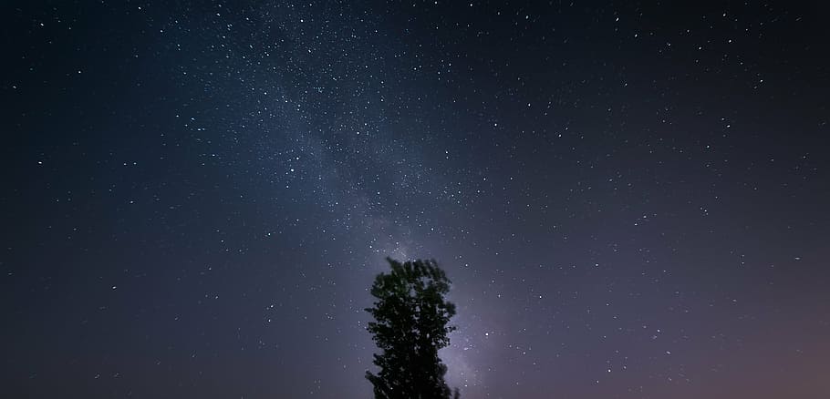 green leaf tree under the sky with stars, starry sky, the milky way, HD wallpaper