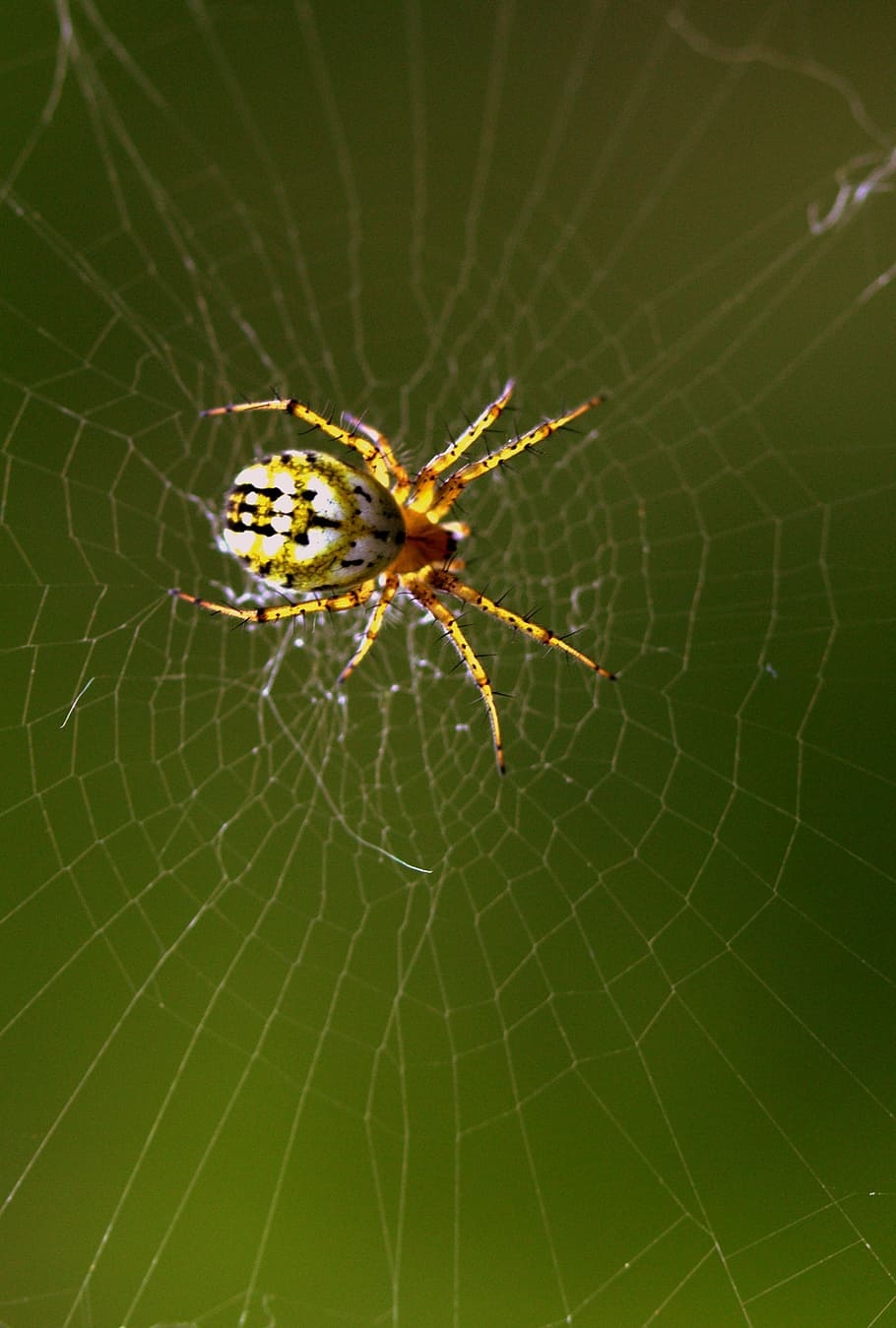 spider, spider web, hooked, arachnid, place, animal themes HD wallpaper