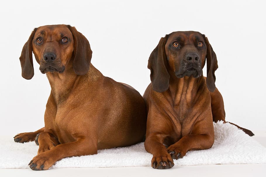 two adult tan Rhodesian ridgeback prone lying on white mats, dogs