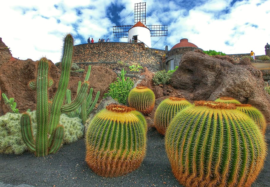 spain, lanzarote, jardin de cactus, nature, garden, park, plant, HD wallpaper