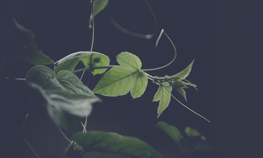 garden, abstract, blur, leaves, branch, close-up, color, environment HD wallpaper