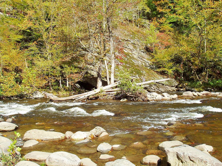 river, water, nature, forest, trees, outdoors, stream, landscape HD wallpaper