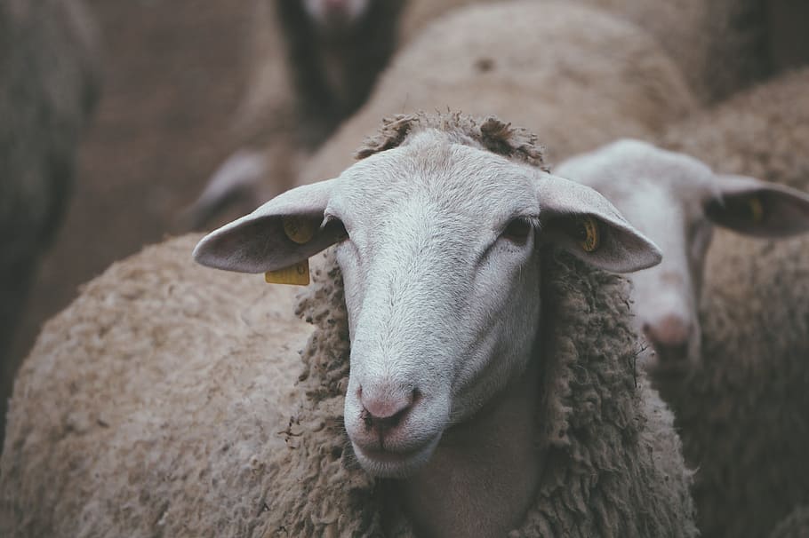 lamb, wool, sheep, animal, domestic, livestock, domestic animals HD wallpaper
