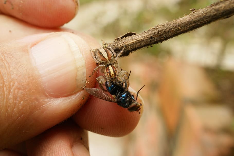 nature, insects, spider, fly, the, virginia, quindio, colombia HD wallpaper