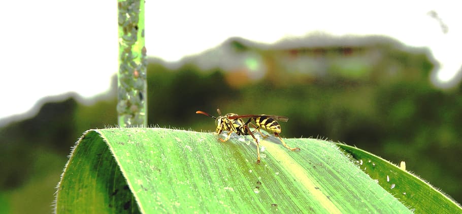 nature, insect, macro, wasp, guatica, animal themes, animal wildlife HD wallpaper