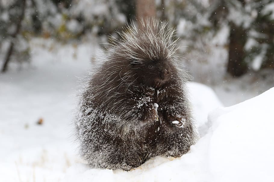 porcupine, mammal, animal, wildlife, bristle, prickly, snow
