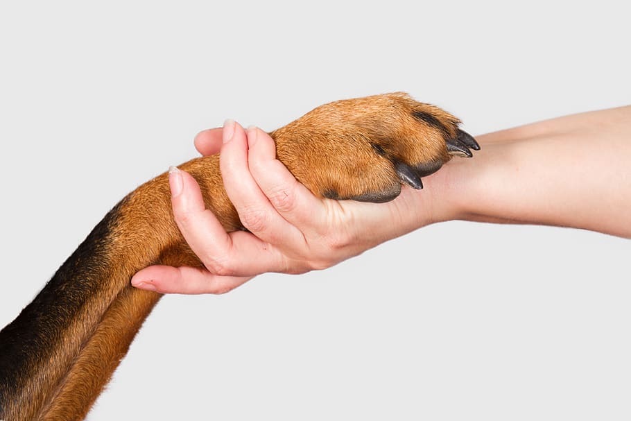 hand, isolated, human, human hand, human body part, mammal HD wallpaper