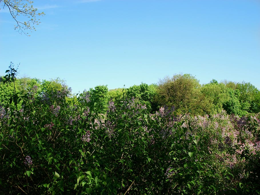 landscape, nature, bloom, spring, lilac, lilac bloom, flowering trees HD wallpaper
